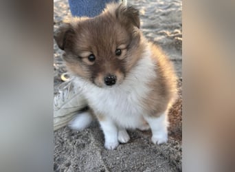 Sheltie Welpe aus VdH/ FCI Zucht