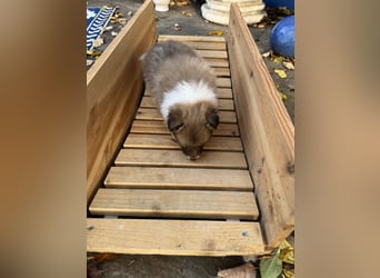 Sheltie Welpe aus VdH/ FCI Zucht