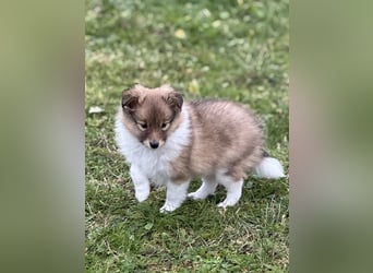 Sheltie Welpe aus VdH/ FCI Zucht