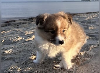 Sheltie Welpen suchen ihre Lieblingsmenschen