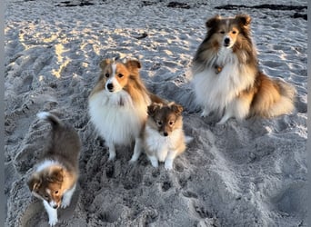 Sheltie Welpen suchen ihre Lieblingsmenschen