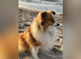Sheltie Welpe sucht seine(n) Lieblingsmenschen