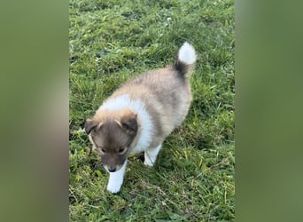 Sheltie Welpe aus VdH/ FCI Zucht