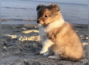 Sheltie Welpe aus VdH/ FCI Zucht