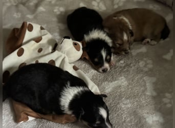 Sheltie Welpe sucht seine(n) Lieblingsmenschen