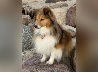 Sheltie Welpe sucht seine(n) Lieblingsmenschen