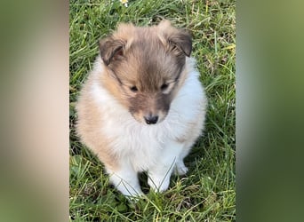 Sheltie Welpe aus VdH/ FCI Zucht