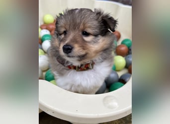 Sheltie Welpen suchen ihre Lieblingsmenschen