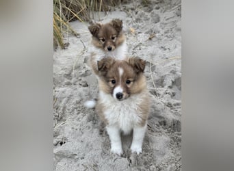 Sheltie Welpen suchen ihre Lieblingsmenschen