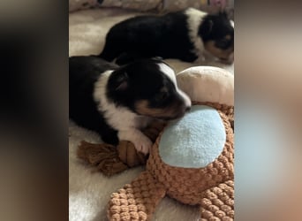 Sheltie Welpe sucht seine(n) Lieblingsmenschen