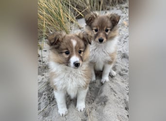 Sheltie Welpe aus VdH/ FCI Zucht