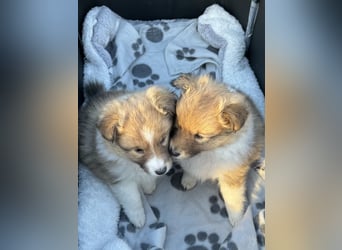 Sheltie Welpe aus VdH/ FCI Zucht