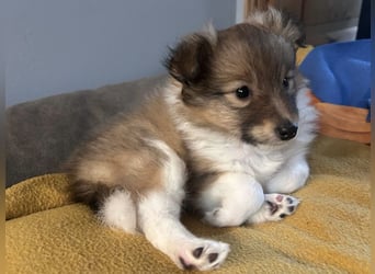 Sheltie Welpe aus VdH/ FCI Zucht