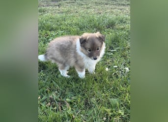 Sheltie Welpe aus VdH/ FCI Zucht 