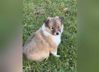 Sheltie Welpe aus VdH/ FCI Zucht 