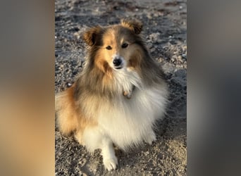 Sheltie Welpe aus VdH/ FCI Zucht 