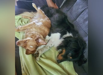 XL Sheltie sucht sensible Menschen