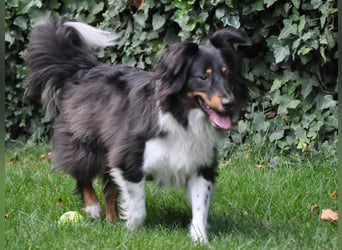 XL Sheltie sucht sensible Menschen