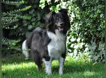 XL Sheltie sucht sensible Menschen