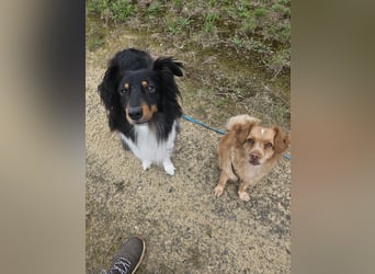 XL Sheltie sucht sensible Menschen
