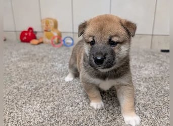 Shiba Inu    Hündin – geimpft, entwurmt, gechipt, mit EU-Heimtierausweis