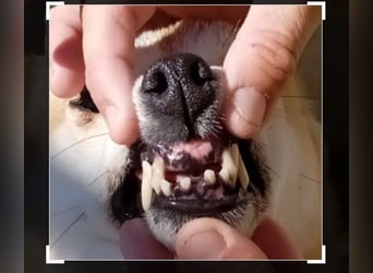 DAIKY-sanft, zurückhaltende, liebenswerte Begleiterin mit großem Herzen sucht liebevolles Zuhause