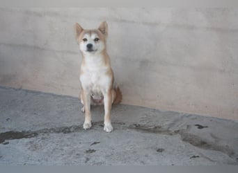 DAIKY-sanft, zurückhaltende, liebenswerte Begleiterin mit großem Herzen sucht liebevolles Zuhause