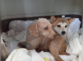 DAIKY-sanft, zurückhaltende, liebenswerte Begleiterin mit großem Herzen sucht liebevolles Zuhause