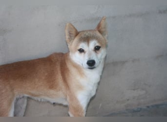 DAIKY-sanft, zurückhaltende, liebenswerte Begleiterin mit großem Herzen sucht liebevolles Zuhause