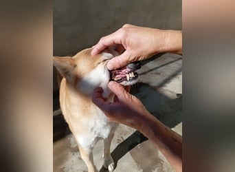 DAIKY-sanft, zurückhaltende, liebenswerte Begleiterin mit großem Herzen sucht liebevolles Zuhause