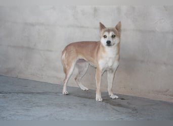 DAIKY-sanft, zurückhaltende, liebenswerte Begleiterin mit großem Herzen sucht liebevolles Zuhause