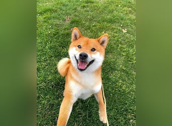 Shiba inu puppies