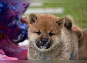 Shiba inu puppies