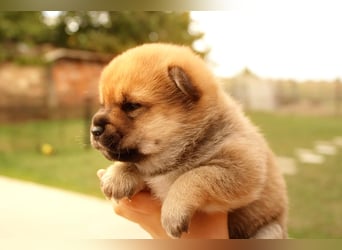 Shiba inu puppies