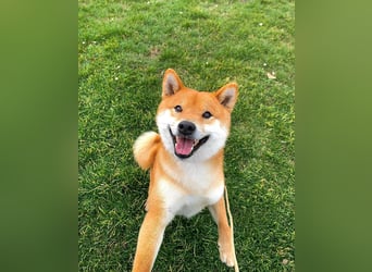 Shiba inu puppies