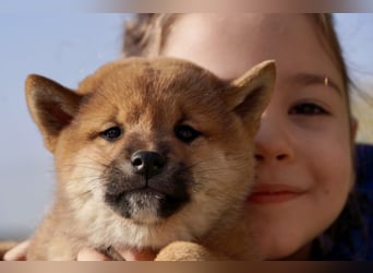 Shiba inu puppies