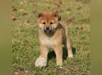 Shiba inu puppies