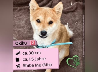 Okiku