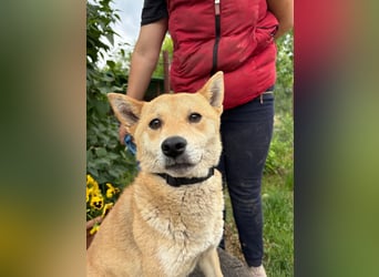 Melchior-KK- ruhiger, charakterstarker Begleiter sucht Zuhause 