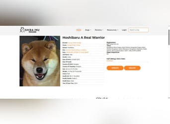 Wunderschöne Shiba Inu Welpen suchen ein liebevolles Zuhause!