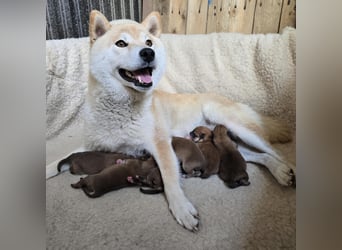 Wunderschöne Shiba Inu Welpen suchen ein liebevolles Zuhause!