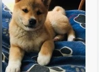 Shiba Inu    Hündin – geimpft, entwurmt, gechipt, mit EU-Heimtierausweis