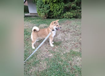 3 Reinrassige Shiba Inu Welpen (mit Ahnentafel)-Warteliste vorhanden 