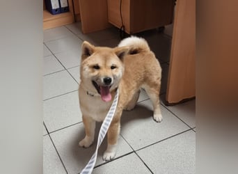 3 Reinrassige Shiba Inu Welpen (mit Ahnentafel)-Warteliste vorhanden 