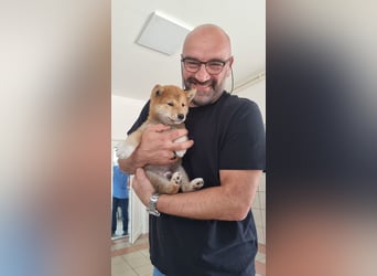 3 Reinrassige Shiba Inu Welpen (mit Ahnentafel)-Warteliste vorhanden 