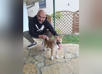 3 Reinrassige Shiba Inu Welpen (mit Ahnentafel)-Warteliste vorhanden 