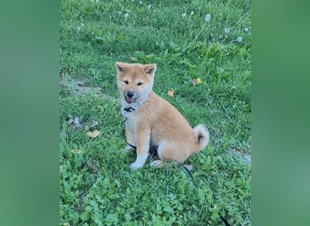 3 Reinrassige Shiba Inu Welpen (mit Ahnentafel)-Warteliste vorhanden 