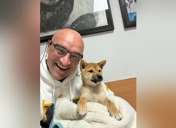 3 Reinrassige Shiba Inu Welpen (mit Ahnentafel)-Warteliste vorhanden 