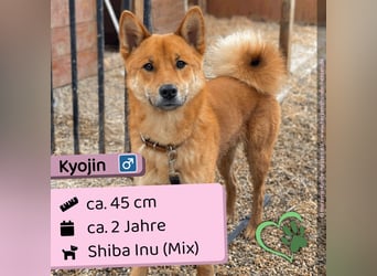 Kyojin