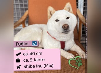 Fūdīni